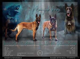 Belgický ovčák MALINOIS št. fenka s PP /Vysočina odběr ihned