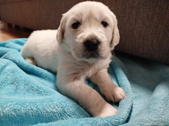 Zlatý retrívr - zrušená rezervace