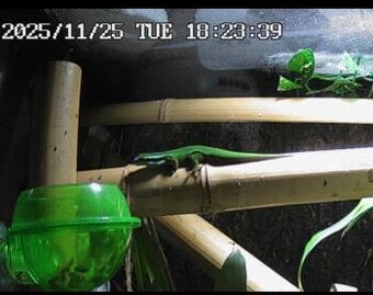 Sháním samce  Phelsuma inexpectata