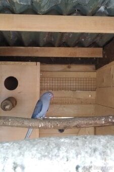 Alexandr Malý Violeta