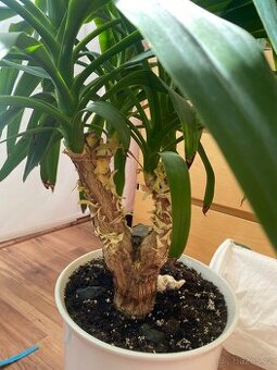 Květiny, palmy - Cikas a yukka