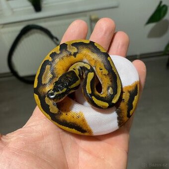 Krajta královská Piebald