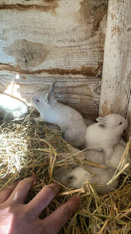 Králík Kalifornský - kuchyňská úprava