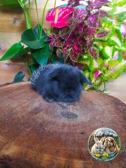 Zakrslí králíčci ze Znojma