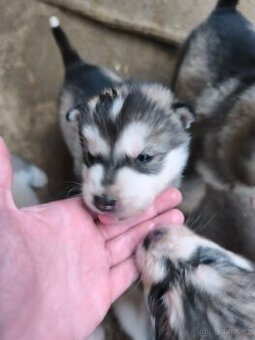 Šteniatka Aljašský malamut