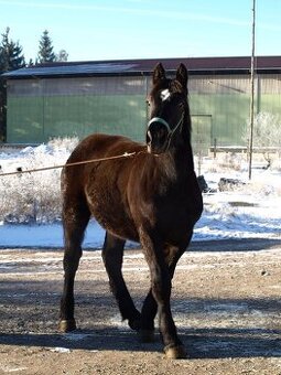 Percheron