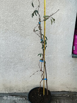 AKEBIE PĚTIČETNA - ČOKOLADOVA REVA