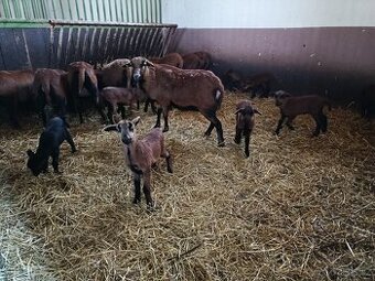 Kamerunská ovce - jehničky - srnčí a černé zbarení