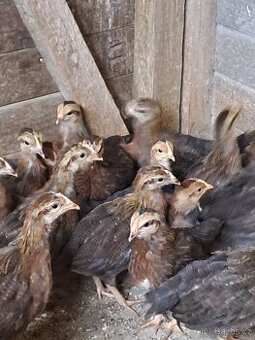 Kuřata vlaška koroptví - KOUPÍM.