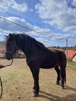 Chladnokrevná kobyla