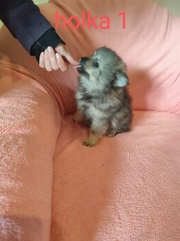 Špic pomeranian
