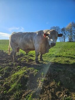 Charolais T 100