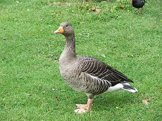 Husa divoká