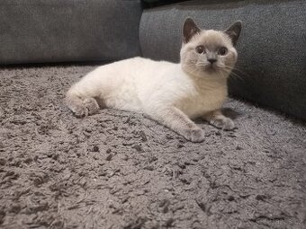 British Shorthair Blue Point