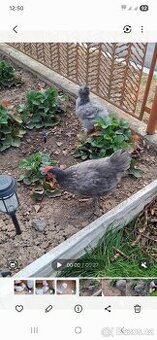 Marans stříbrnokrký kohouti