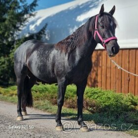 Morgan x Paint horse 7letý valach, 147 cm KVH