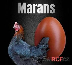 Násadová vejce a kuřátka Maranska