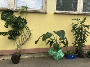 Pokojove kvetiny. Monstera. Strelicie.