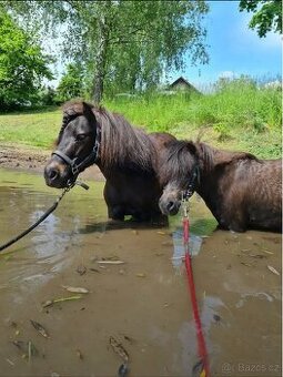 Pony na prodej