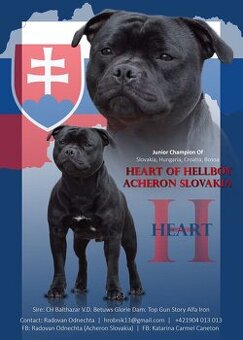Staffordshire Bullterrier