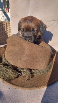 🐾 Volná fenka Border teriéra – s PP 🐾 - 1