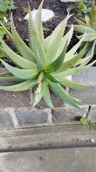 Aloe stromovitá - 2 ks.