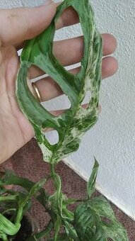Monstera andanosiii marble - 1