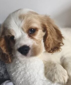 Cockapoo cavododle cavapoo