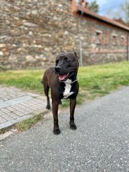 Americký pitbull teriér ke krytí - 1
