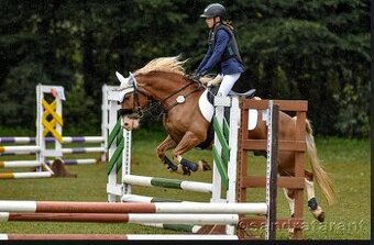Pony Welsh - učitel Belin, 11let