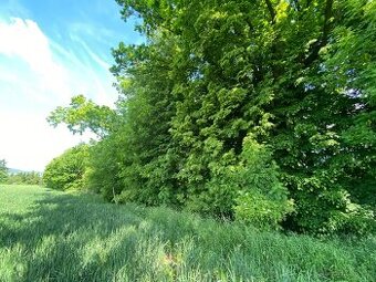 Lesní pozemek Třebovice - 1