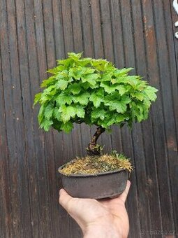 Bonsaj, Bonsai - Viburnum 2