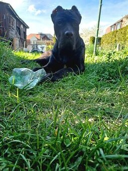 Americký bandog