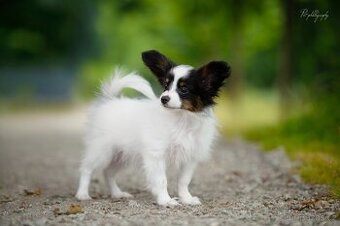 Papillon s PP