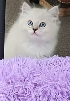 Ragdoll bez PP