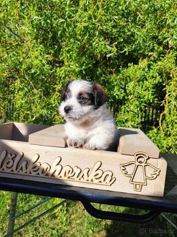 Jack Russell teriér ( Rusel teriér) s PP