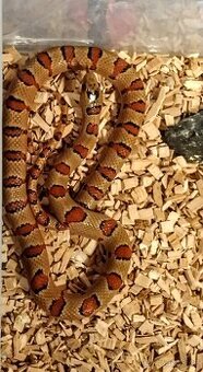 korálovka mexická-lampropeltis mexicana thayeri