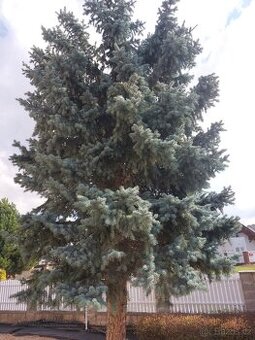 Větve stříbrného smrku