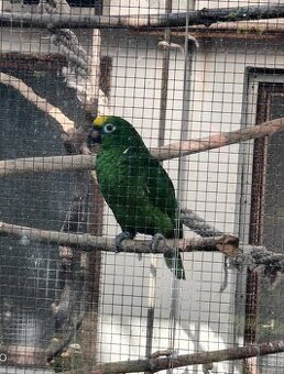 Prodám Amazoňan Žlutohlavý - Surinamský 0.1 letošní...