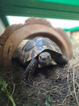 Prodám suchozemskou želvu