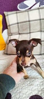 Pražský krysařík