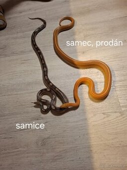 Nádherná užovka červená Tessera anery