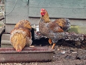 Wyandotky zdrobnělé kohout