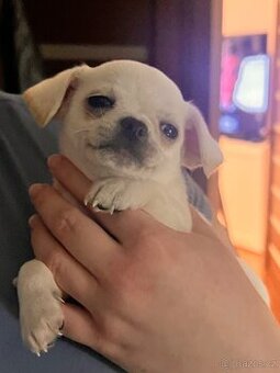 Krátkosrstá čivava – pejsek poslední