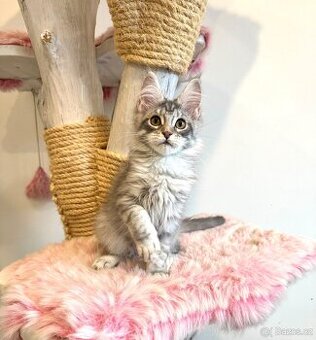 Mainská mývalí koťátka s PP