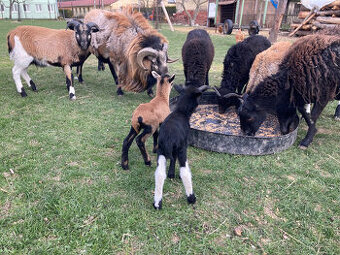 Prodám ovce na maso