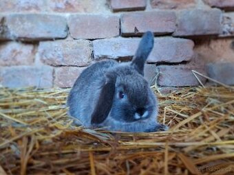 Zakrslý beran bílopesíkatý kuní hnědý