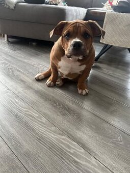 American Bully pocket