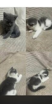 Britská krátkosrstá