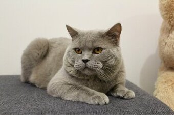 Britský kocour s PP